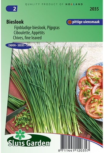 Erba cipollina fine - Allium schoenoprasum-2