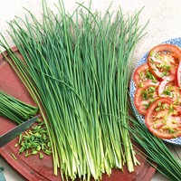 Erba cipollina fine - Allium schoenoprasum