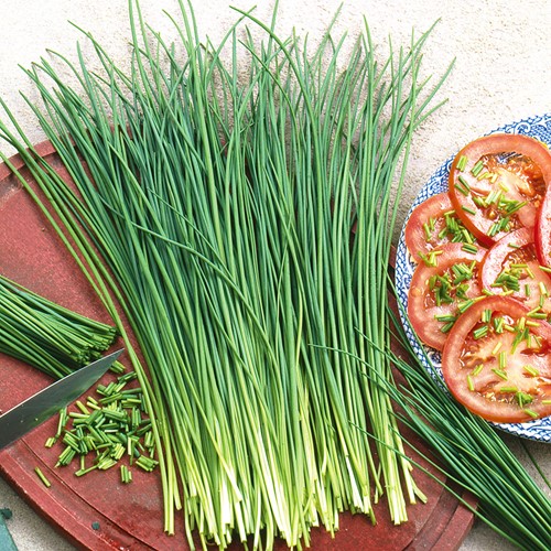 Erba cipollina fine - Allium schoenoprasum