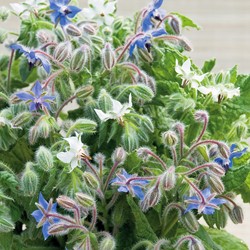 Borragine blu e bianco (Borago officinalis)