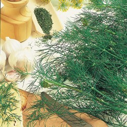 Aneto 'Dille Bouquet' - Anethum graveolens