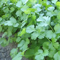 Coriandolo Marino - Coriandrum sativum EKO
