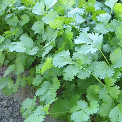 Koriander Marino - Coriandrum sativum EKO