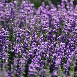 Lavanda blu 'Verani' EKO - Lavandula (sementi biologici)