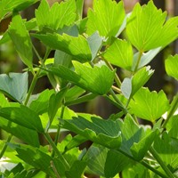 Levistico, Sedano del Monte EKO - Levisticum Officinalis