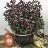 Oregano EKO (Semi Biologici)