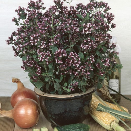 Oregano EKO (Semi Biologici)