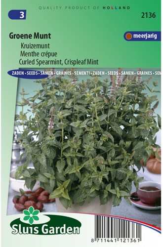 Kruizemunt - Mentha spicata crispa-2