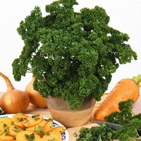 Prezzemolo riccio Moskrul 2 – Petroselinum crispum
