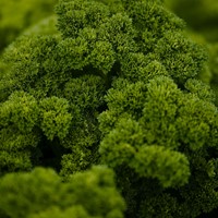 Prezzemolo riccio 'Grüne Perle' EKO (Semi Biologici)