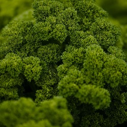 Prezzemolo riccio 'Grüne Perle' EKO (Semi Biologici)