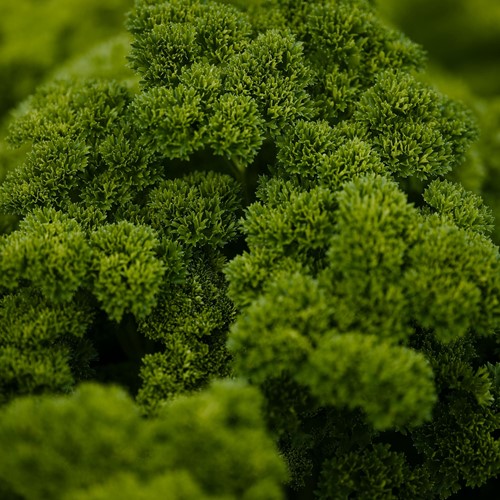 Prezzemolo riccio 'Grüne Perle' EKO (Semi Biologici)