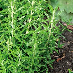 Rosmarino (Rosmarinus officinalis)