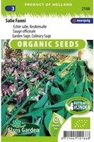 Salvia 'Fanni', EKO sementi biologici-2