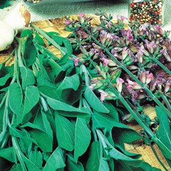 Salvia 'Fanni', EKO sementi biologici