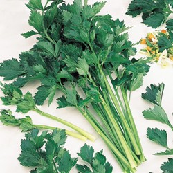 Sedano 'Amsterdam Donkergroene' (Apium graveolens)