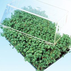 Crescione dei Giardini (Lepidium sativum)