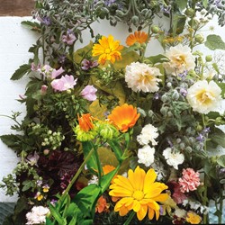 Miscela speciale: erbe e fiori edibili - Sluis Garden