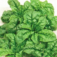 Spinaci Winterreuzen - Spinacio invernale
