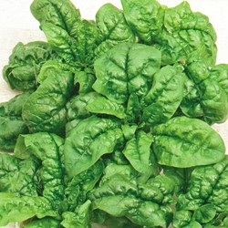 Spinaci Winterreuzen - Spinacio invernale