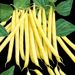 Fagiolo nano Orinoco wax - Phaseolus