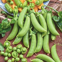 Pisello Sugar Snap Delikett - Pisum sativum