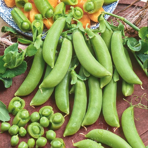 Peul Sugar Snap Delikett - Pisum sativum