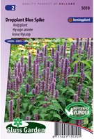 Dropplant Blue Spike - Agastache-2