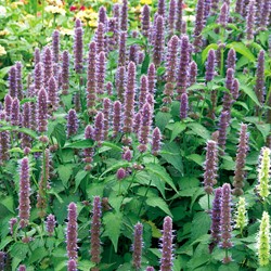 Agastache Blue Spike