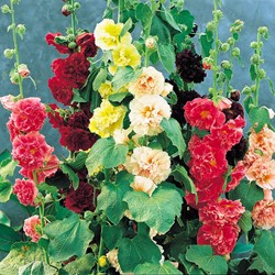 Mix assortito di Malvone ‘Carnival Summer’ (Alcea Rosea)