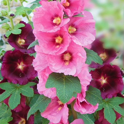 Malvarosa Antwerp Stars mix - Alcea Rosea