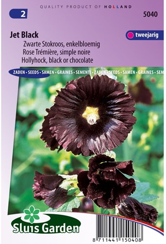 Malvone 'Jet Black' singolo fiore (Alcea Rosea)-2