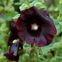Malvone 'Jet Black' singolo fiore (Alcea Rosea)