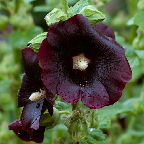 Malvone 'Jet Black' singolo fiore (Alcea Rosea)