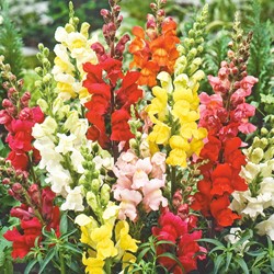 Mix ‘Rainbow’ di Bocca di Leone (Antirrhinum)