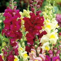 Tip Top Mix di Bocca di Leone (Antirrhinum)