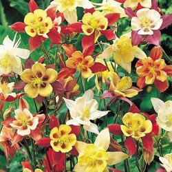 Colombina ‘MacKana Giant’ (Aquilegia)