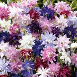 Aquilegia Granny's bonnets mix - Colombina