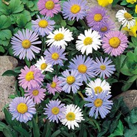 Aster overblijvende gemengd (Alpenaster)