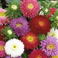 Astro cinese 'Principessa' Mix (Aster estivo)
