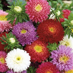 Aster Prinses Mix (Zomeraster)