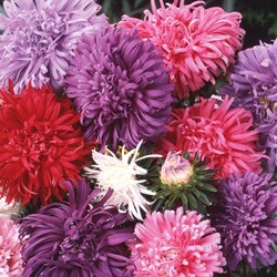 Aster American Branching mix - Callistephus chinensis