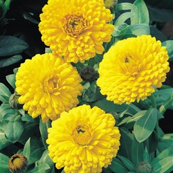 Calendula ‘Ball’s Golden Yellow’