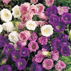 Campanula Mix -Bucaneve a doppio fiore