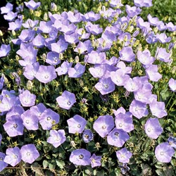 Klokjesbloem enkelbloemig Blauw - Campanula