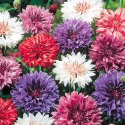 Korenbloem dubbelbloemig gemengd