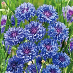 Fiordaliso fiore doppio Blu Boy - Centaurea cyanus