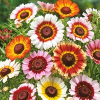 Crisantemo ‘Rainbow’ Mix (Chrysanthemum Carinatum)