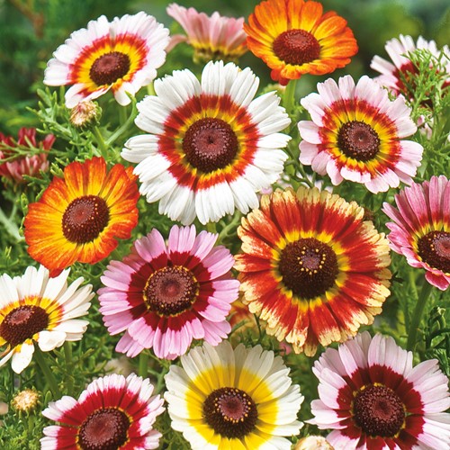Crisantemo ‘Rainbow’ Mix (Chrysanthemum Carinatum)