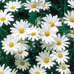 Margriet Alaska - Chrysanth
